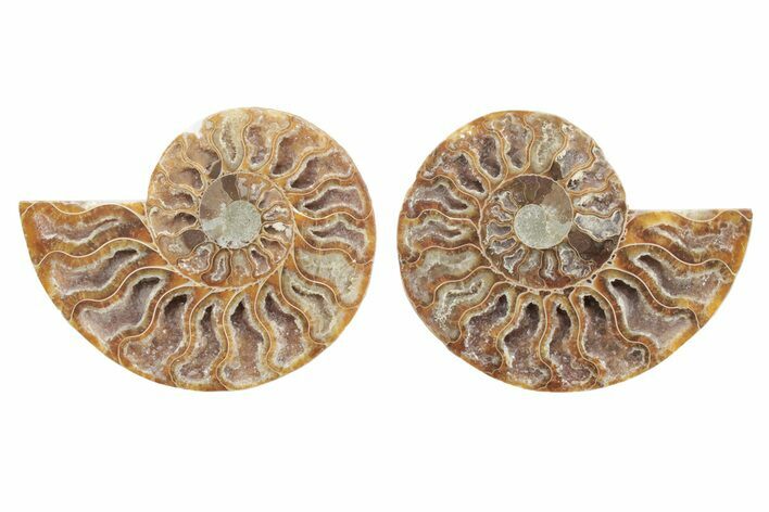 Cut & Polished, Agatized Ammonite Fossil - Madagascar #223167